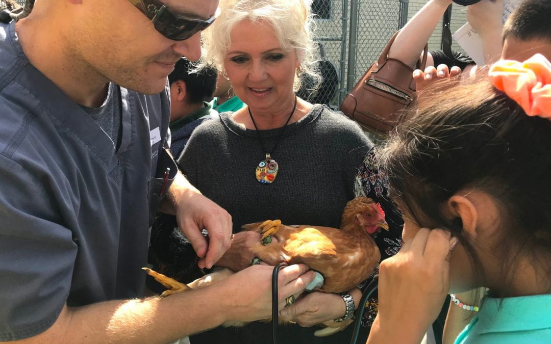 Dr. Brian Hafernick certifies chickens for outdoor learning classroom at Slack Elementary